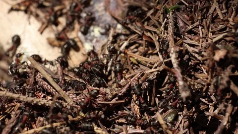 Red Forest Ants Stock Footage 99301557