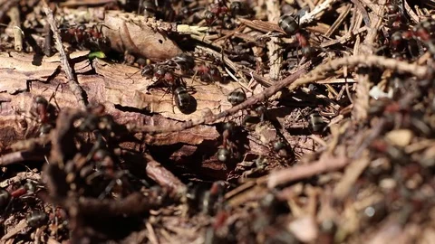 Red Forest Ants Stock Footage 99301559