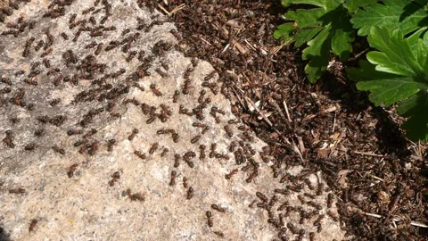 Red forest ants (Formica sp.) on the anthill Stock Footage 263141802