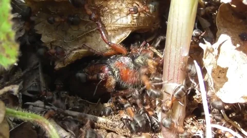 Red forest ants hunt may beetle close up Video stock 119030582