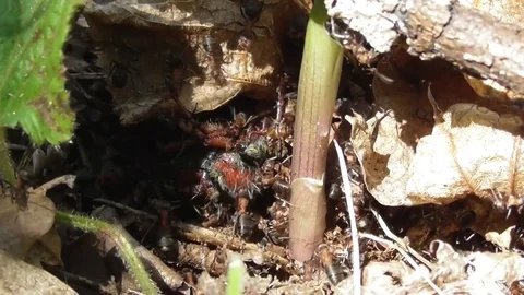 Red forest ants hunt may beetle Melolontha close up Video stock 119030608