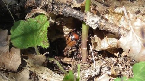 Red forest ants hunt the may beetle Melolontha Video stock 119030662
