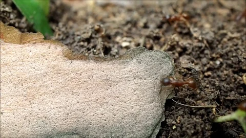 Red forest ants scurrying around on the ground Stock Footage 82252594