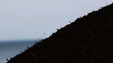 Red Forest ants walk on anthill surface. Ants moving in anthill. Background Stock Footage 122517361