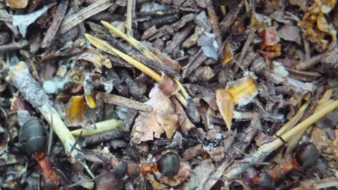 Red forest ants walk on the forest floor. Stock Footage 197020501