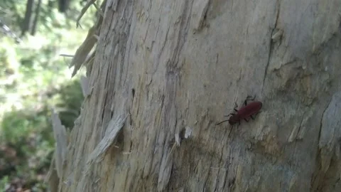 Red forest beetle Stock Footage 202169003