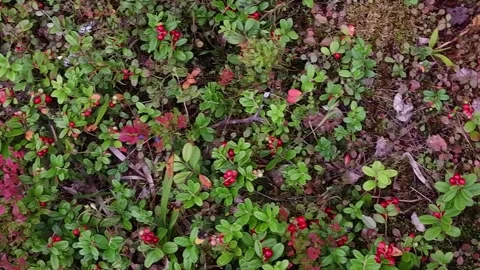  Red forest berries on the background of cranberries Stock Footage 160621160