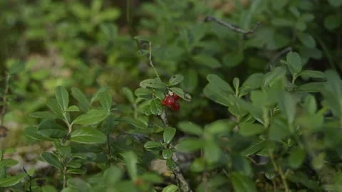 Red forest berries on the branch Stock Footage 144406009