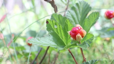 Red forest berry cloudberry sway in wind in middle of wild swamp. Stock Footage 208033581