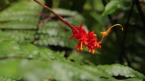 Red Forest Flower 2, Schwaner Muller Mountains, Borneo Stock Footage 142853267