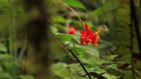 Red Forest Flower 3, Schwaner Muller Mountains, Borneo Stock Footage 142853337