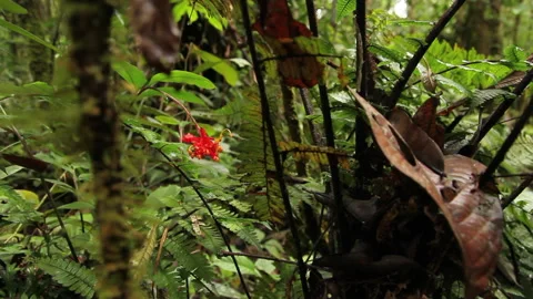 Red Forest Flower 4, Schwaner Muller Mountains, Borneo Stock Footage 142853333