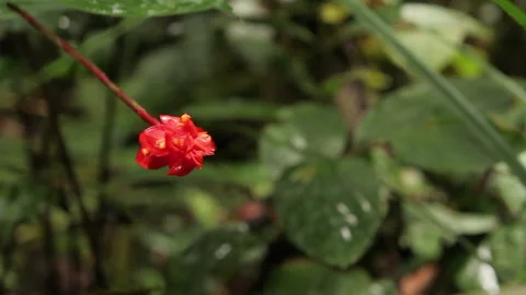 Red Forest Flower, Close, Schwaner Muller Mountains, Borneo Stock Footage 142853251
