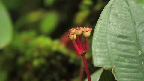 Red Forest Flower Close, Schwaner Muller Mountains, Borneo Stock Footage 142854078