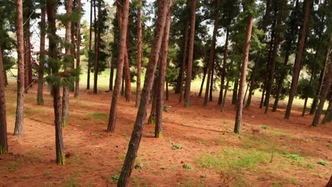 Red forest  Stock Footage 154377610