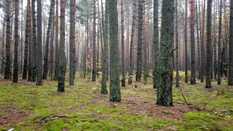 Red forest Stock Footage 180038735