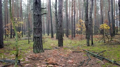 Red forest Video stock 180038805