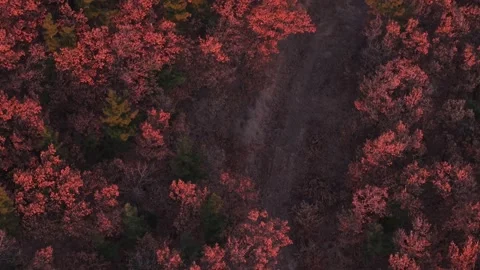 Red forest forward Drone Stock Footage 296640960