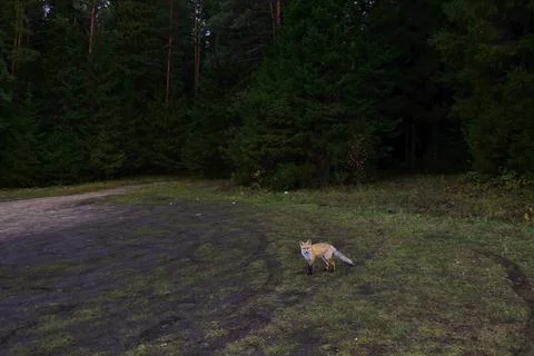 Red forest fox in an empty car park located at the edge of the forest. Stock Photos