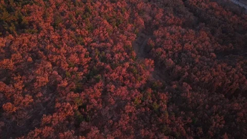 Red forest horizontal drone shot Stock Footage 296640074