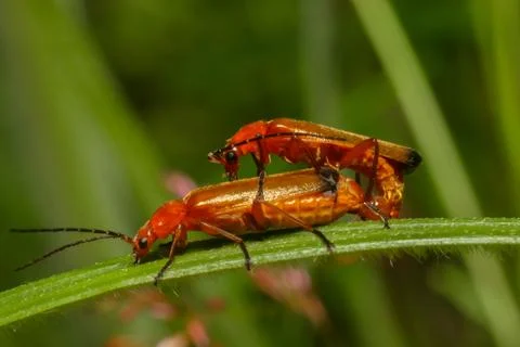 Red forest insect on a grass leaf, macro Stock Photos