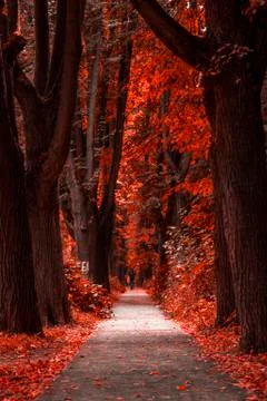 Red Forest Stock Photos