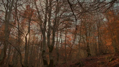 Red forest. Point of view  Stock Footage 253502124