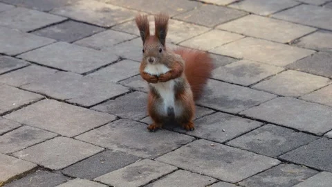A red forest squirrel stands on a stone park path and begs people for food. 動画素材 321845577
