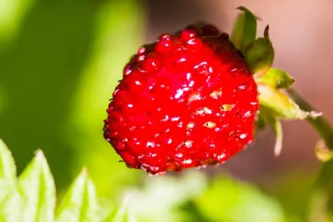 Red forest strawberry in spring Stock Photos