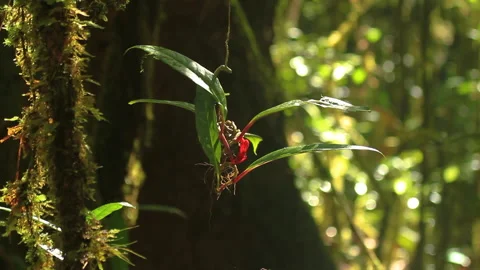 Red Forest Two orchids 2, Schwaner Muller Mountains, Borneo Stock Footage 142854013