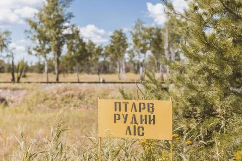 Red Forest warning. forest changed its color after Chernobyl accident Stock Photos