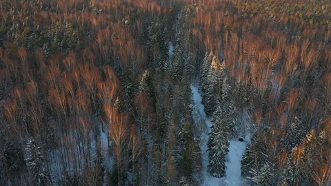 Red forest in winter. Aerial view. The sun shines on the trees. Spruce and birch Stock Footage 152769732