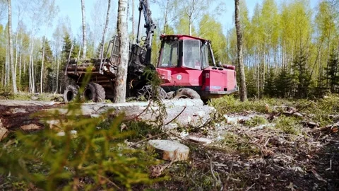 Red forwarder harvesting logs in a bright spring forest clearing with green Stock Footage 297362158
