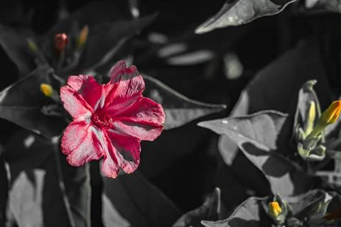 Red four o'clock flower with selective color effect against dark monochrome.. 库存照片