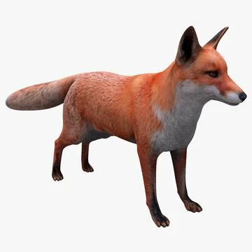 Red Fox 3D Model