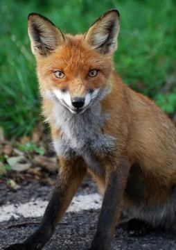 Red Fox 4 Stock Photos