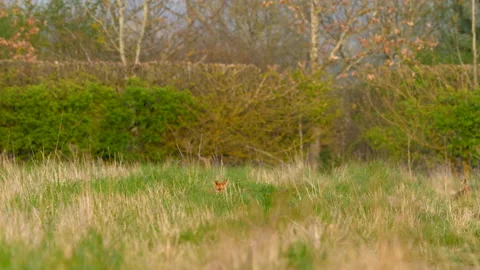 Red Fox 6 Vulpes vulpes hunting Video stock 148516218