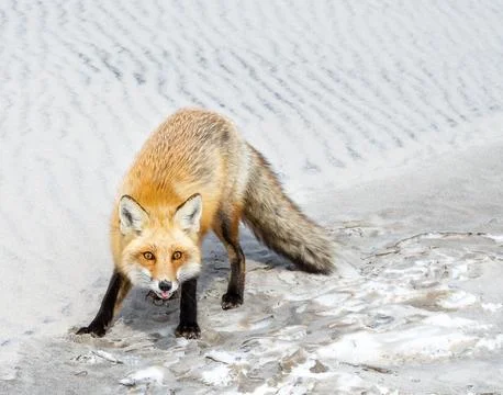 Red fox about to pounce at the foot of a sand dune Stock Photos