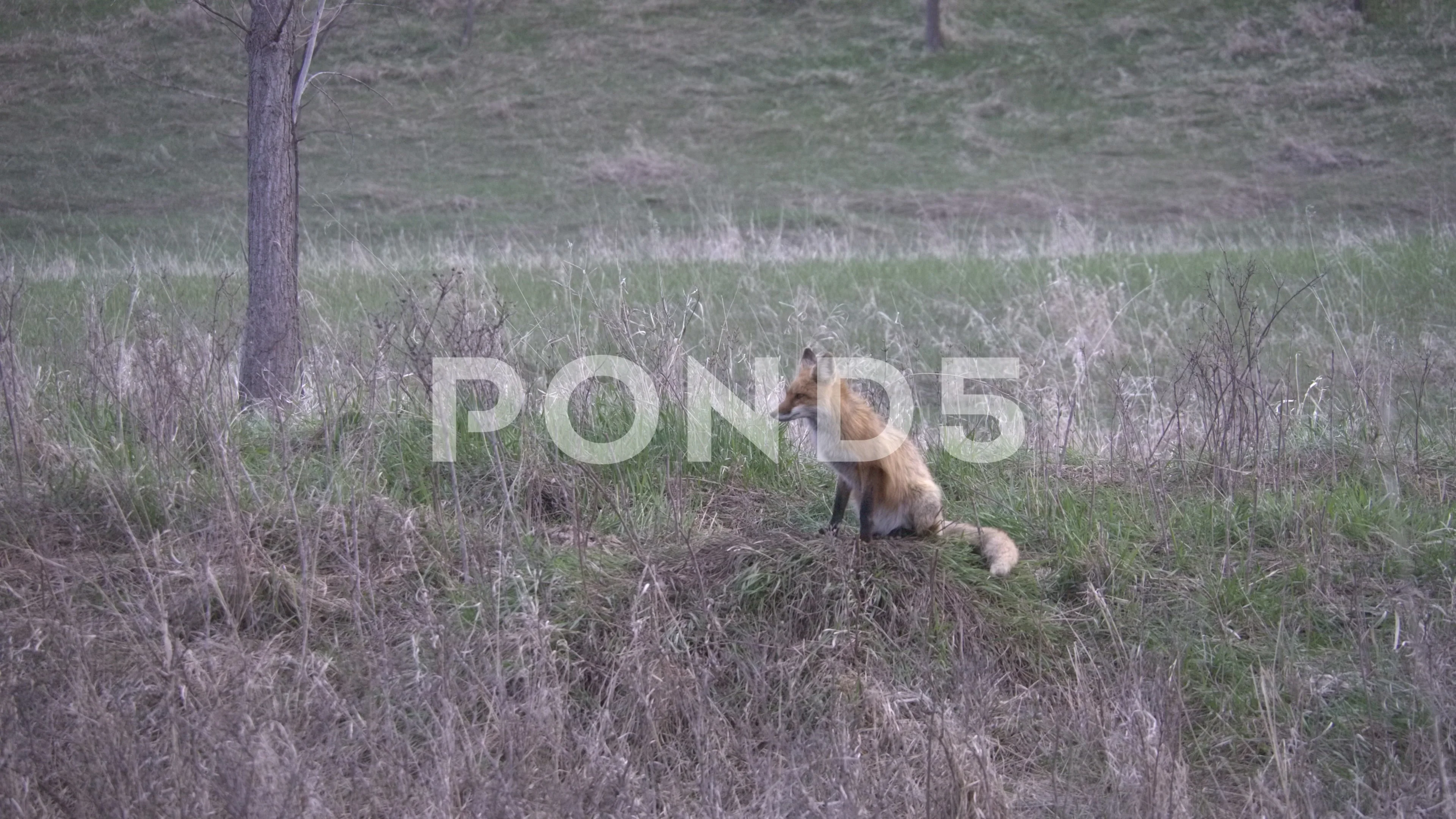 Lone Fox Stock Video Footage | Royalty Free Lone Fox Videos | Pond5