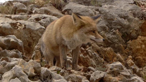 Red fox among the rocks of the mountain Stock Footage 56346816