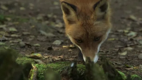 Red Fox Approaches Camera and Looks Around in Closeup. Nice Fox Portrait. Stock Footage 268725229