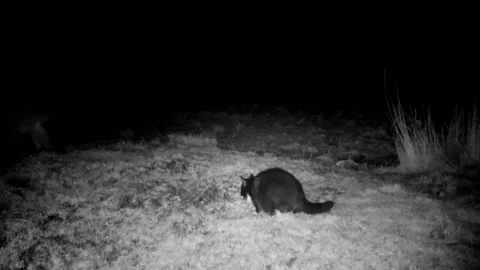 Red Fox Approaches Cat at Night, Cat Runs, Fox Looks Bemused Wildlife Footage Stock-Footage 187117442