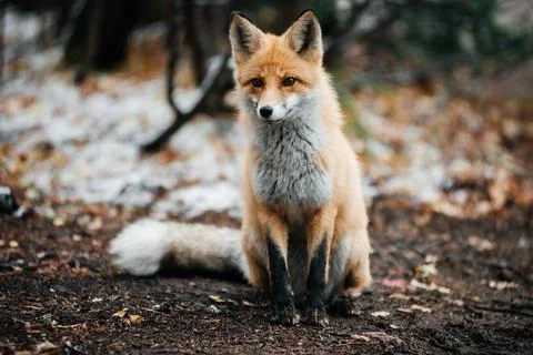 A red fox in an autumn forest covered with a small layer of snow Stock Photos