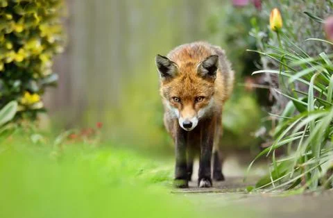 Red fox in the back garden in spring Stock Photos