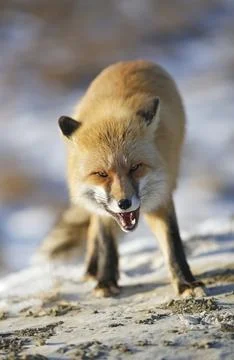 Red fox bared her teeth in winter Stock Photos