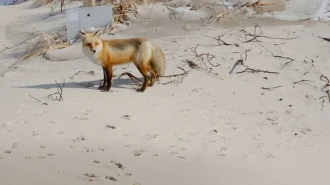 Red Fox In Beach Sand Stock Footage 73334806