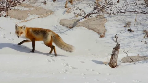 Red Fox On Beach with Snow Stock Footage 73335239