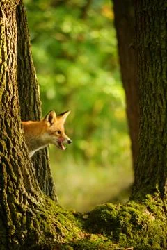 Red fox behind tree trunk peep a lick it self Фото