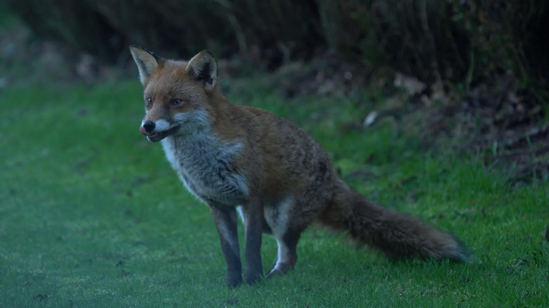 Red Fox Being Wary Than Running Off Stock Video Pond5