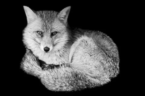 Red fox with a black background Stock Photos